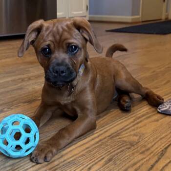Pug and Boston Terrier Dogs Available for Adoption in Hilton, New York - Oakley | PetCurious
