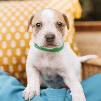 Pointer and Labrador Retriever Dogs Available for Adoption in Oak Ridge North, Texas - Dillo | PetCurious