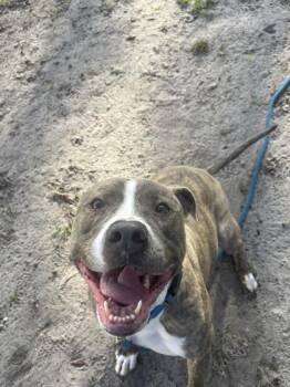Levi -  Mixed Breed Dog for Adoption in Vero Beach, Florida - Levi | PetCurious
