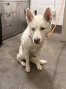 TRIXIE -  Siberian Husky Dog for Adoption - TRIXIE | PetCurious