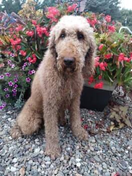 Rebel Hunter -  Standard Poodle Dog for Adoption in Berwick, Pennsylvania - Rebel Hunter | PetCurious