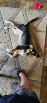 Frankie II -  German Shepherd Dog Dog for Adoption in Fredonia, Wisconsin - Frankie II | PetCurious