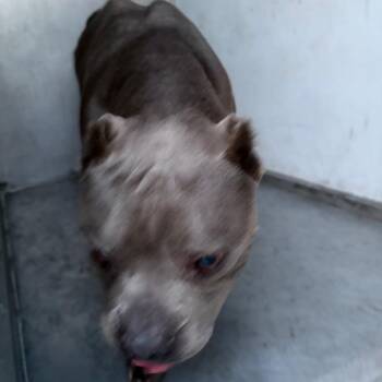 Nano -  Pit Bull Terrier Dog for Adoption in Edinburg, Texas - Nano | PetCurious