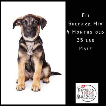 Shepherd Dogs Available for Adoption - Eli | PetCurious
