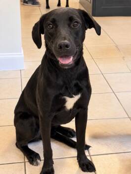 Ryder -  Labrador Retriever Dog for Adoption in Princeton, Massachusetts - Ryder | PetCurious