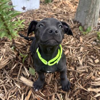 Simon -  Dachshund and Mixed Breed Dog for Adoption in Shakopee, Minnesota - Simon | PetCurious