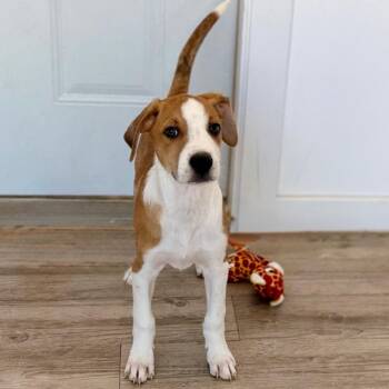 River -  Mixed Breed Dog for Adoption in Green Bay, Wisconsin - River | PetCurious