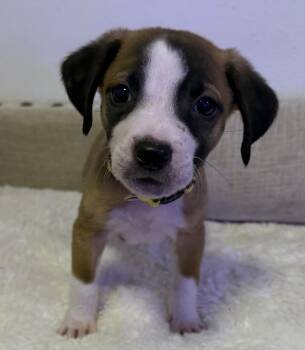Kevin - From Heaven -  Beagle and Boston Terrier Dog for Adoption in Carolina, Carolina - Kevin - From Heaven | PetCurious