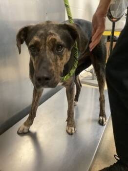 Rescue Catahoula Leopard Dog and Mixed Breed Dogs for Adoption in Fort Worth, Texas - Sprint | PetCurious