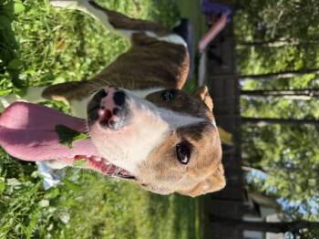 Rescue Mixed Breed Dogs for Adoption in Middlefield, Ohio - Joe | PetCurious