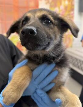 IRENE -  German Shepherd Dog Dog for Adoption in San Bernardino, California - IRENE | PetCurious