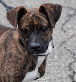 Rescue Terrier Dogs for Adoption in Millfield, Ohio - Leo | PetCurious