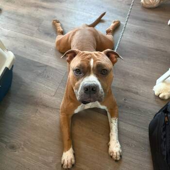 Pit Bull Terrier Dogs Available for Adoption - Coach | PetCurious