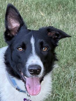 Clark -  Border Collie Dog for Adoption in Culpeper, Virginia - Clark | PetCurious