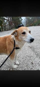Flower CS -  Hound Dog for Adoption in Columbia, Maryland - Flower CS | PetCurious