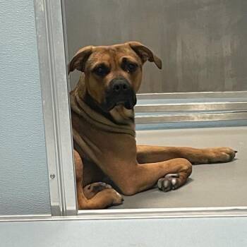 Lloyd -  Boxer Dog for Adoption in Des Moines, Iowa - Lloyd | PetCurious