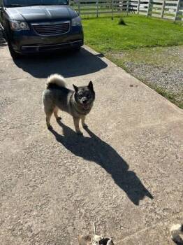 Rescue Norwegian Elkhound Dogs for Adoption in White Oak, Pennsylvania - Fuzzy Bear | PetCurious