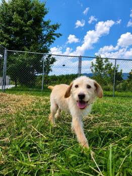Andy -  Mixed Breed Dog for Adoption in Moundsville, West Virginia - Andy | PetCurious