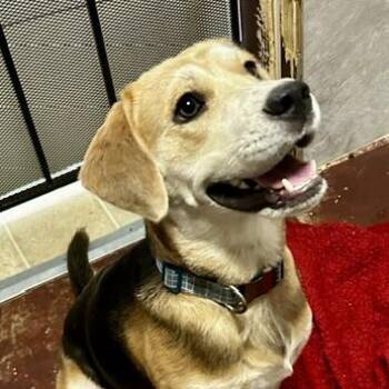Howie -  Mixed Breed Dog for Adoption in Poplar Bluff, Missouri - Howie | PetCurious