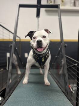 Strider -  Pit Bull Terrier Dog for Adoption in Winthrop, Massachusetts - Strider | PetCurious