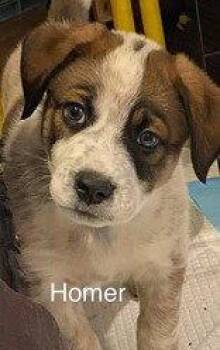 Australian Shepherd Dogs Available for Adoption in Newport, Kentucky - Homer | PetCurious