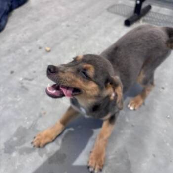 Dos -  Shepherd Dog for Adoption in Marion, North Carolina - Dos | PetCurious