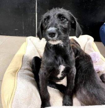Kassidy -  Terrier Dog for Adoption in Bedford Hills, New York - Kassidy | PetCurious