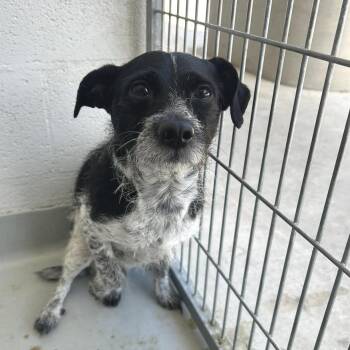 Terrier and Mixed Breed Dogs Available for Adoption - Sardine | PetCurious