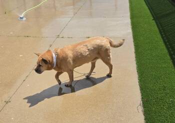 Snuggles -  Chow Chow and Shar Pei Dog for Adoption in Hillside, Illinois - Snuggles | PetCurious