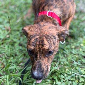 Marshall -  Mixed Breed Dog for Adoption in Titusville, Florida - Marshall | PetCurious