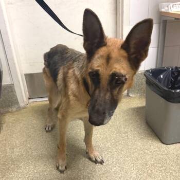 IVHS-Stray-143166 -  German Shepherd Dog Dog for Adoption in San Gabriel, California - IVHS-Stray-143166 | PetCurious