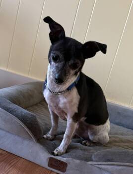 Chihuahua and Jack Russell Terrier Dogs Available for Adoption - Shorty | PetCurious