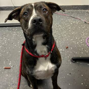 Big Tuna -  Mixed Breed Dog for Adoption in Columbiana, Alabama - Big Tuna | PetCurious