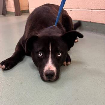 Mixed Breed Dogs Available for Adoption - Champ | PetCurious