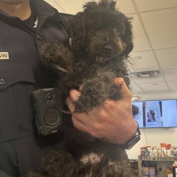 Mixed Breed Dogs Available for Adoption in Philadelphia, Pennsylvania - Cheese Doodle | PetCurious