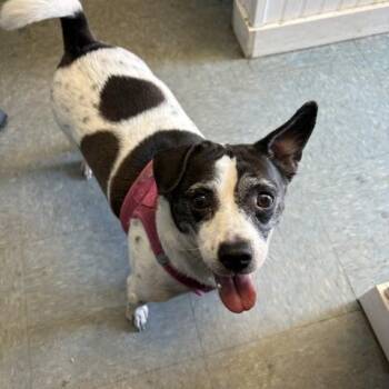 Daisy -  Rat Terrier and Jack Russell Terrier Dog for Adoption in Montague, Massachusetts - Daisy | PetCurious