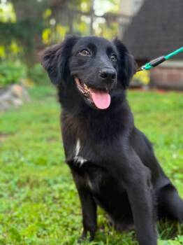 Clyde -  Spaniel and Retriever Dog for Adoption in Mount Bethel, Pennsylvania - Clyde | PetCurious