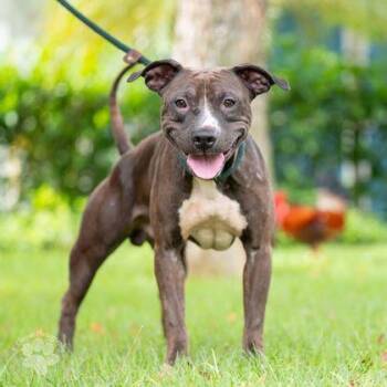 Fordson -  Staffordshire Bull Terrier and Fox Terrier Dog for Adoption in Honolulu, Hawaii - Fordson | PetCurious