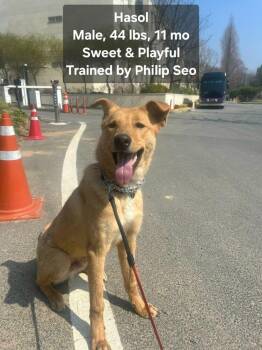 Jindo Dogs Available for Adoption - Hasol | PetCurious