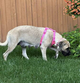 Rescue Mastiff Dogs for Adoption in Edmond, Oklahoma - Peaches | PetCurious