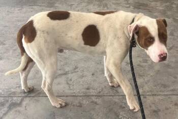 Hound Dogs Available for Adoption in Tarboro, North Carolina - 26-164 Cooter Brown | PetCurious