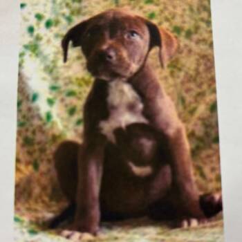 Amore -  Labrador Retriever Dog for Adoption in Wilmington, Delaware - Amore | PetCurious