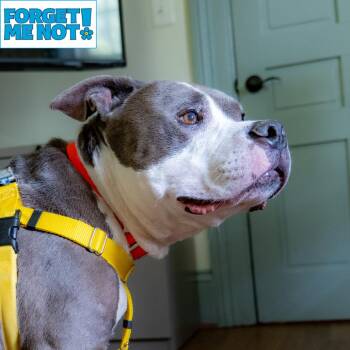 Zeus -  Pit Bull Terrier Dog for Adoption in Baltimore, Maryland - Zeus | PetCurious