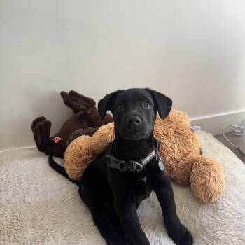 Labrador Retriever Dogs Available for Adoption - Scott (Heated Rivalry Litter) | PetCurious