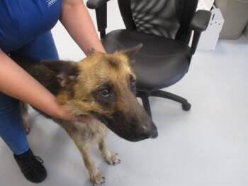 GATOR -  German Shepherd Dog Dog for Adoption in Ocala, Florida - GATOR | PetCurious