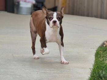 Rescue Boston Terrier Dogs for Adoption - Sugar In CO | PetCurious
