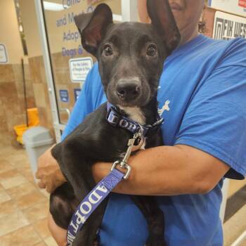 Black Labrador Retriever and Mixed Breed Dogs Available for Adoption in Midland, Texas - Rain | PetCurious