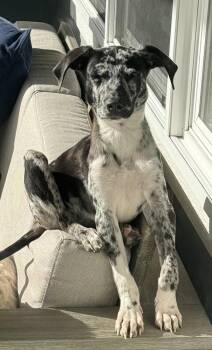 Dean -  Whippet Dog for Adoption in Colorado Springs, Colorado - Dean | PetCurious