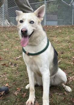 Rescue Husky and German Shepherd Dog Dogs for Adoption in Houghton Lake, Michigan - Arrow | PetCurious