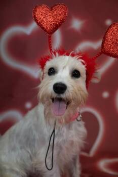 Miniature Schnauzer Dogs Available for Adoption - Penny | PetCurious